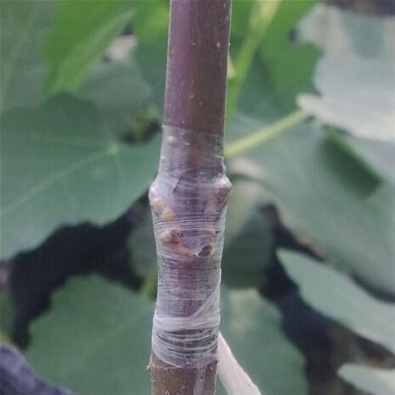 Self-Adhesive Grafting Tape for Plants