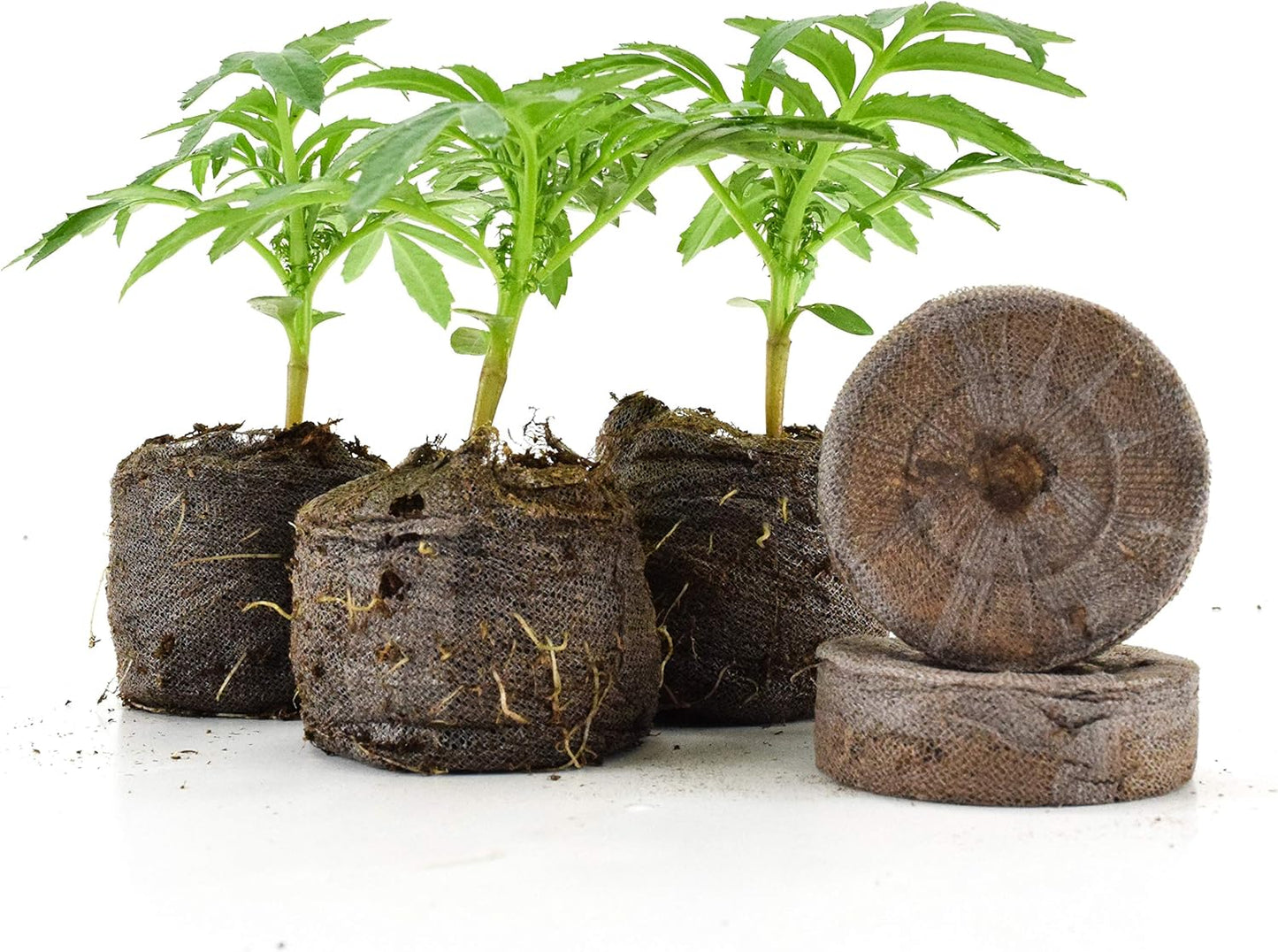 Eco-Friendly Coconut Fiber Seedling Pellets